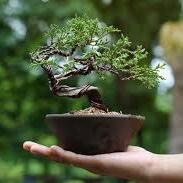 Living Sculpture: Bonsai for Beginners - logo